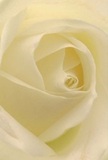 This immersive image places you at the heart of a cream-white rose arranged by a dedicated Queensbury florist-a bloom whose spiral petals create a soft, nest-like embrace. The texture is light as air, almost whispering under your touch, a sensation akin to fresh dew on mornings by Roe Green Park. Delicate shadows play between each ivory curl, lending depth and subtle drama to the composition. The mood is one of peaceful contemplation, as if standing quietly before a cherished moment or sending comfort to someone dear. To the experienced eye, this rose signifies reverence-selected for its purity and ability to express gentle sympathy, admiration, or the bright beginning of a new chapter. A faint, sweet fragrance lingers in the scene, understated but unmistakable, a mark of the care and artistry behind every bouquet in Queensbury. The intimate perspective conveys not just the visual beauty but also the heartfelt craftsmanship that defines every arrangement prepared for local residents and occasions alike.